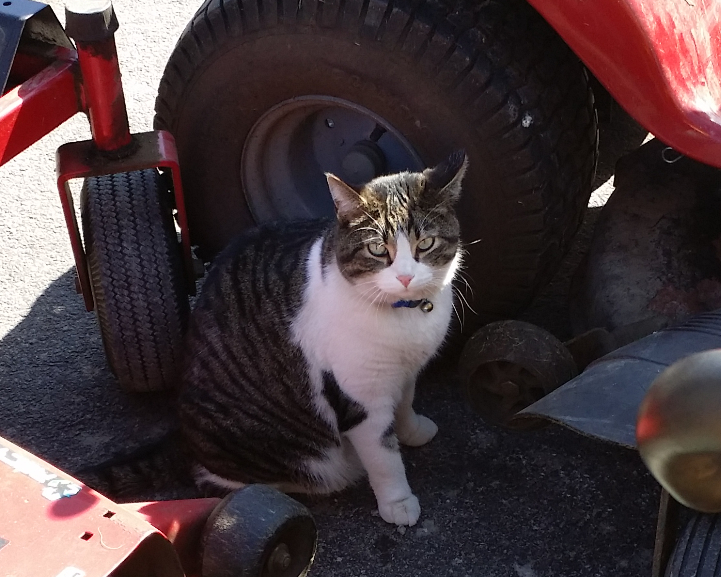 Kubota the shop cat by a mower