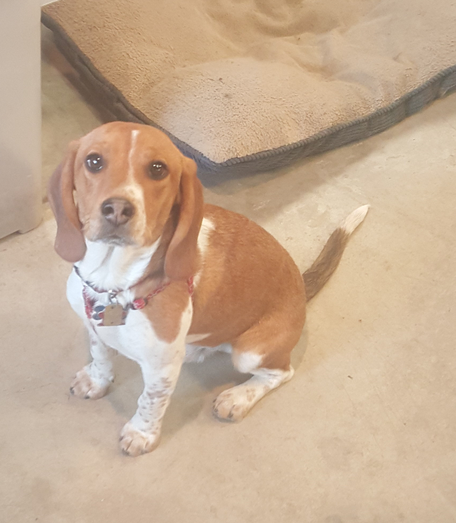 Tanner the beagle